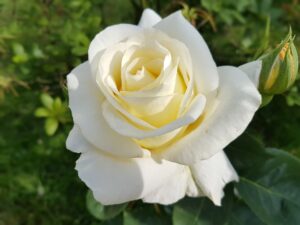なんかもう、日記でいいや